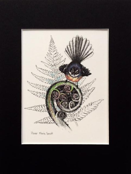NZ Native Bird Mounts