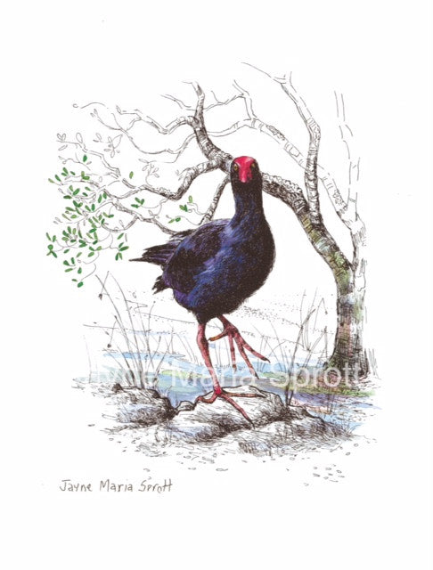 An original hand painted NZ Native Bird Pukeko