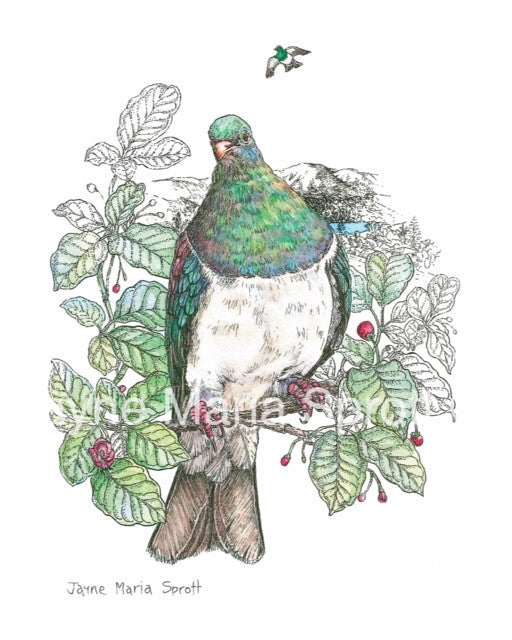 An original hand painted NZ Native Bird Kereru (Woodpigeon)